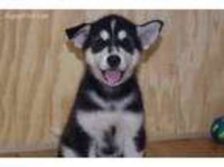 Alaskan Malamute Puppy for sale in Colcord, OK, USA