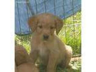Golden Retriever Puppy for sale in Cologne, MN, USA
