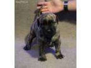 Mutt Puppy for sale in Wilmington, CA, USA