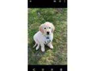 Mutt Puppy for sale in Chagrin Falls, OH, USA