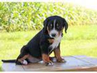 Greater Swiss Mountain Dog Puppy for sale in Hampton, CT, USA