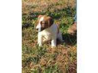 Jack Russell Terrier Puppy for sale in Aquasco, MD, USA