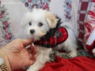 Maltese Puppy for sale in Central Point, OR, USA