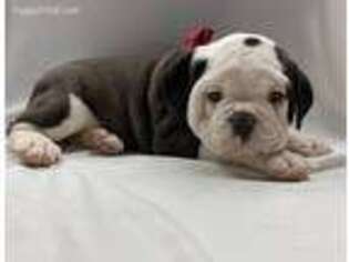 Olde English Bulldogge Puppy for sale in Groton, NY, USA