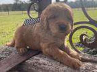 Goldendoodle Puppy for sale in Leona, TX, USA