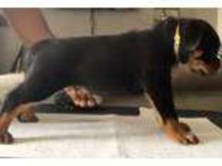 Rottweiler Puppy for sale in Chesapeake, VA, USA