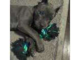 Cane Corso Puppy for sale in San Antonio, TX, USA