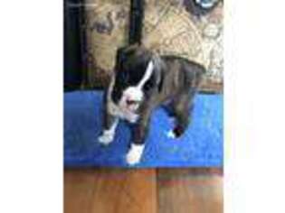 Boxer Puppy for sale in Jackson, MS, USA