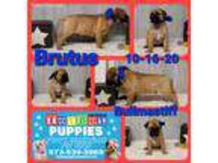 Bullmastiff Puppy for sale in Barnett, MO, USA
