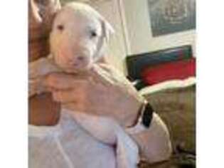 Bull Terrier Puppy for sale in Riverdale, GA, USA