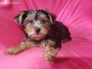 Yorkshire Terrier Puppy for sale in Whittier, CA, USA