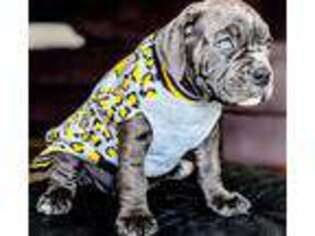 Olde English Bulldogge Puppy for sale in San Antonio, TX, USA