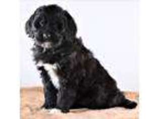 Mutt Puppy for sale in Fremont, MI, USA