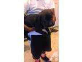 Cane Corso Puppy for sale in CHELTENHAM, MD, USA