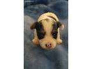 Yorkshire Terrier Puppy for sale in Jasper, TN, USA
