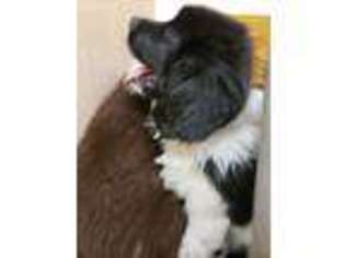 Newfoundland Puppy for sale in Manistee, MI, USA
