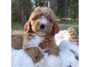 Goldendoodle Puppy for sale in Libby, MT, USA