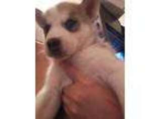 Mutt Puppy for sale in Muldraugh, KY, USA