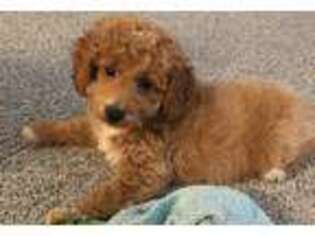 Goldendoodle Puppy for sale in Dania, FL, USA