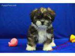 Shorkie Tzu Puppy for sale in Hickory, NC, USA