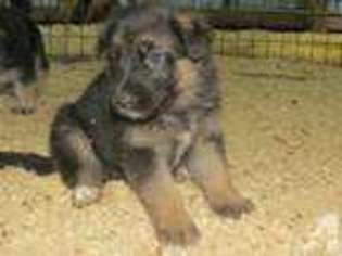 German Shepherd Dog Puppy for sale in MITCHELL, NE, USA