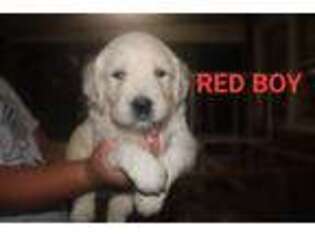 Mutt Puppy for sale in Louisville, KY, USA