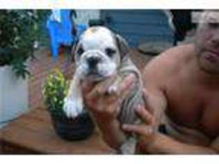 Bulldog Puppy for sale in Grand Rapids, MI, USA