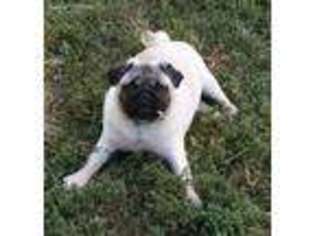 Pug Puppy for sale in Ponca City, OK, USA