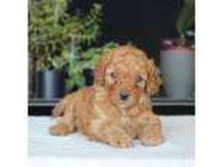 Goldendoodle Puppy for sale in Augusta, WV, USA