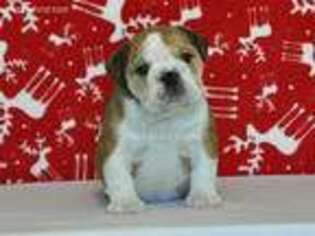 Bulldog Puppy for sale in Owingsville, KY, USA