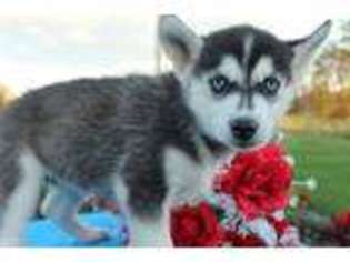 Siberian Husky Puppy for sale in Newcomerstown, OH, USA