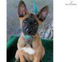 Belgian Malinois Puppy for sale in Sedona, AZ, USA