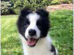 Border Collie Puppy for sale in Winnebago, IL, USA