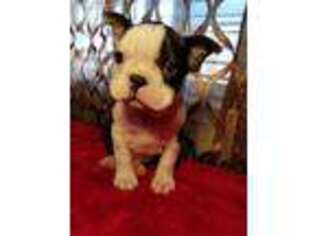 Boston Terrier Puppy for sale in Apple Valley, CA, USA