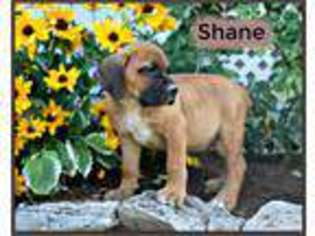 Boerboel Puppy for sale in Strasburg, PA, USA