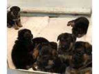 German Shepherd Dog Puppy for sale in Alta Loma, CA, USA