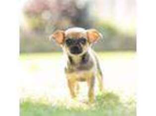 Chihuahua Puppy for sale in Warsaw, IN, USA