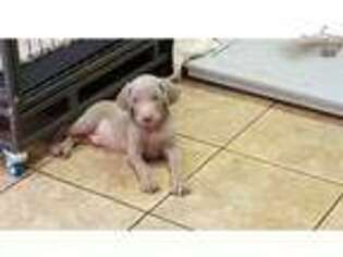 Weimaraner Puppy for sale in Greensboro, NC, USA