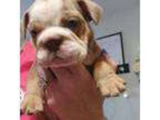 Bulldog Puppy for sale in Essex, MD, USA