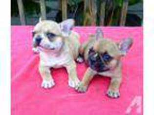 French Bulldog Puppy for sale in SUMTERVILLE, FL, USA