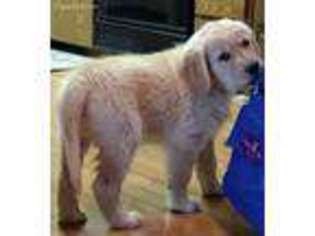 Golden Retriever Puppy for sale in Challis, ID, USA