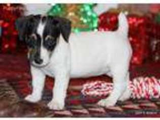 Medium Photo #1 Jack Russell Terrier Puppy For Sale in Henrietta, TX, USA