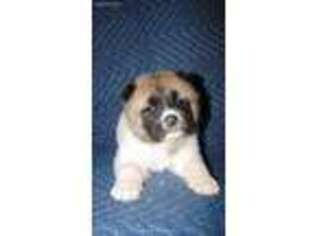 Akita Puppy for sale in Brandon, MS, USA