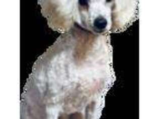 Mutt Puppy for sale in Chatom, AL, USA
