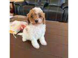 Cavapoo Puppy for sale in Monroe Township, NJ, USA