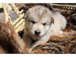 Alaskan Malamute Puppy for sale in Visalia, CA, USA