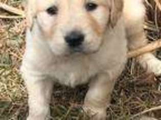 Golden Retriever Puppy for sale in Sparta, MO, USA