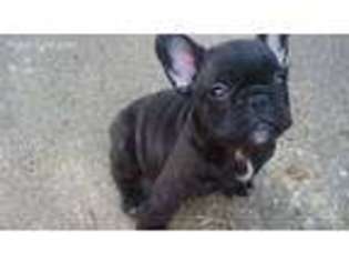 French Bulldog Puppy for sale in Madisonville, KY, USA