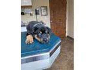 Rottweiler Puppy for sale in Bayport, NY, USA