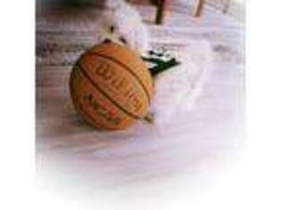 Maltese Puppy for sale in Jonesboro, AR, USA